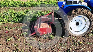 Tractor cultivates the soil after harvesting. A farmer plows and fertilize a field. Pepper plantations. Seasonal farm work. Agricu