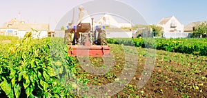 Tractor cultivates the soil after harvesting. A farmer plows a field. Pepper plantations. Seasonal farm work. Agriculture crops. photo