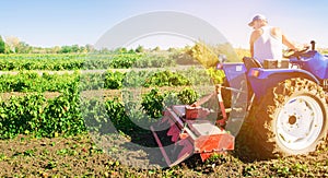 Tractor cultivates the soil after harvesting. A farmer plows a field. Pepper plantations. Seasonal farm work. Agriculture crops.