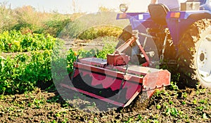 Tractor cultivates the soil after harvesting. A farmer plows a field. Pepper plantations. Seasonal farm work. Agriculture crops.