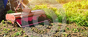 Tractor cultivates the soil after harvesting. A farmer plows a field. Pepper plantations. Seasonal farm work. Agriculture crops. photo