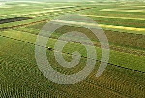 Tractor cultivating corn crop field, aerial view