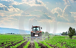 Tractor cultivating field.