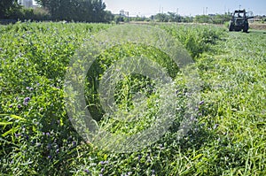 Tractor cutting and swathing alfalfa