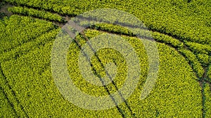 a tractor drives through an area that has grown crops in a field