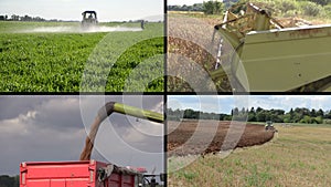 Tractor fertilize and plow field. Combine harvest wheat. Collage