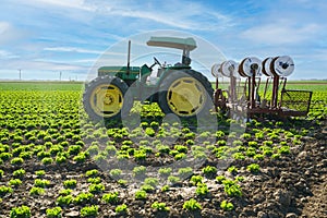 Tractor in a field of green lettuce plants. The tractor is pulling a plow behind it, and the lettuce plants are growing in rows