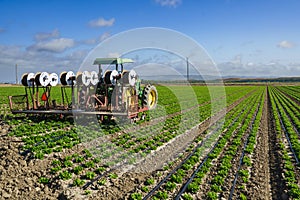 Tractor in a field of green lettuce plants. The tractor is pulling a plow behind it, and the lettuce plants are growing in rows