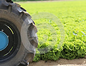 tractor in the field of lettuce grown in summer