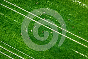 Tractor fresh trace on the field