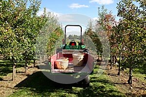 Tractor harvesting apples