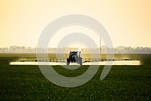 tractor with the help of a sprayer sprays liquid fertilizers on young wheat in the field