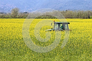 Tractor inside yellow canola field