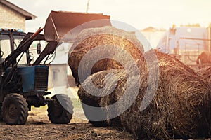 Tractor loader unloading machine with hay to feed cows and horses on farm, agricultural technology
