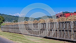 Tractor loading sugar cane onto train bin