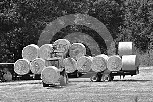 A tractor loads fresh hay on a trailer gray scale