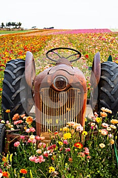 Tractor lost in field of flowers looking forelorn