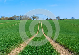 Tractor marks left in a field of newly sown crops.