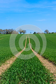 Tractor marks left in a field of newly sown crops. Upright