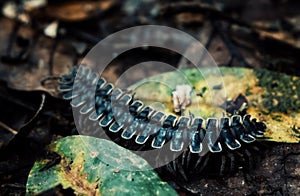 Tractor millipede alias Polydesmida walks across the forest floor photo