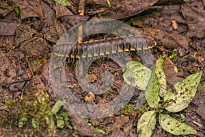 Tractor millipede on the forest floor
