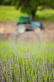 A tractor near a lavender field in summer