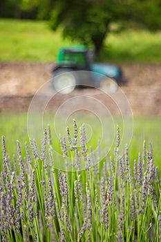 A tractor near a lavender field in summer