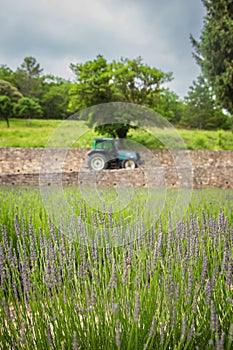 A tractor near a lavender field in summer