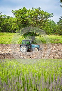 A tractor near a lavender field in summer