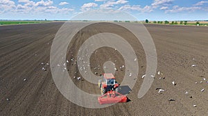 Tractor planting crops, aerial view, gulls and other birds flying around