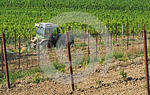 Tractor, with plow as trailer, at work in the vineyards, between the old plants and the vine rooted grafts just planted .