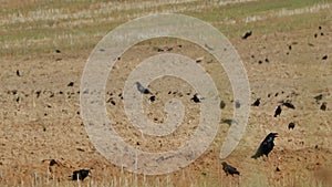 Tractor Plowing Agricultural Field, Close-up. Flocking Of Starlings And Hooded Crow Feeding In Field. Corvus Corax