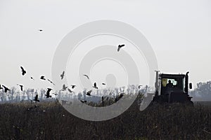 Tractor plowing a field and crows flying around him in search of food