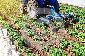 Tractor plows loosens the land of a plantation of a young Riviera variety potato. Cultivation of an agricultural crop field. Weed photo