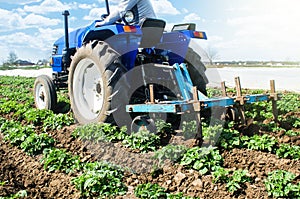 Tractor plows loosens the land of a plantation of a young Riviera variety potato. Cultivation of an agricultural crop field. Weed photo