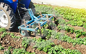 Tractor plows loosens the land of a plantation of a young Riviera variety potato. Weed removal and improved air access to plant photo