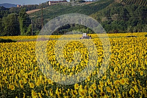 Tractor plows through sunflower field in full bloom at dawn in Tuscany, Italy