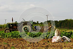Tractor potatoe harvest 2