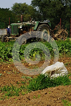 Tractor potatoe harvest 3
