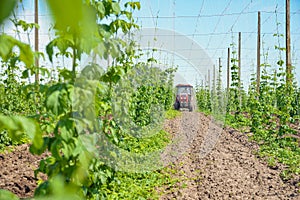 Hops field and tractor