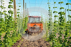 Hops field and tractor
