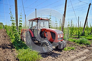 Hops field and tractor