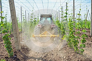 Hops field and blue sky
