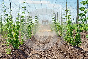 Hops field and blue sky