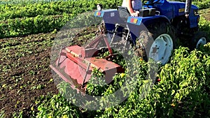 The tractor processes pepper bushes into fertilizers after harvesting. A farmer plows and fertilize a field. Pepper plantations