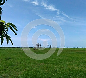 Tractor in the rice field