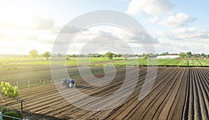 A tractor rides on a farm field. Farmer on a tractor with milling machine loosens, grinds and mixes soil. Loosening the surface,