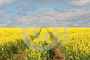 Tractor rows through canola fields