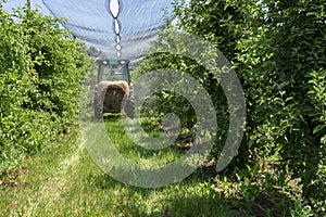 Tractor Spraying Apple Trees in Orchard Covered with Hail Protection Nets