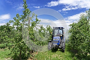 Tractor Spraying Chemicals in Apple Orchard in Springtime